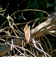Polygonia satyrus