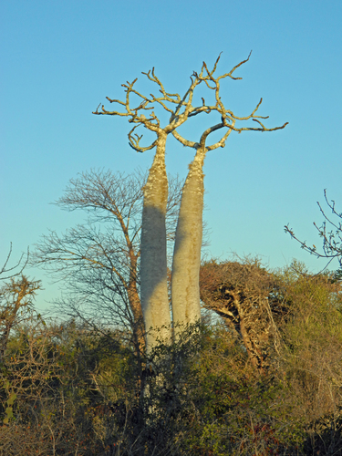 Image of Pachypodium geayi by (c) Louis Imbeau, some rights reserved (CC BY)