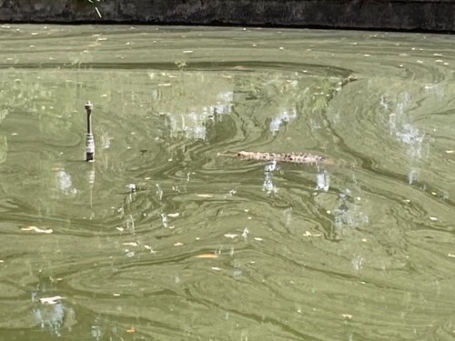 American Crocodile photographed in Florida