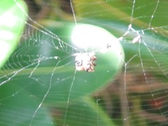 Gasteracantha sacerdotalis