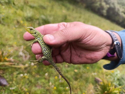 Avistamiento Lagarto ocelado (fardacho)