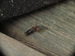 Bibio articulatus