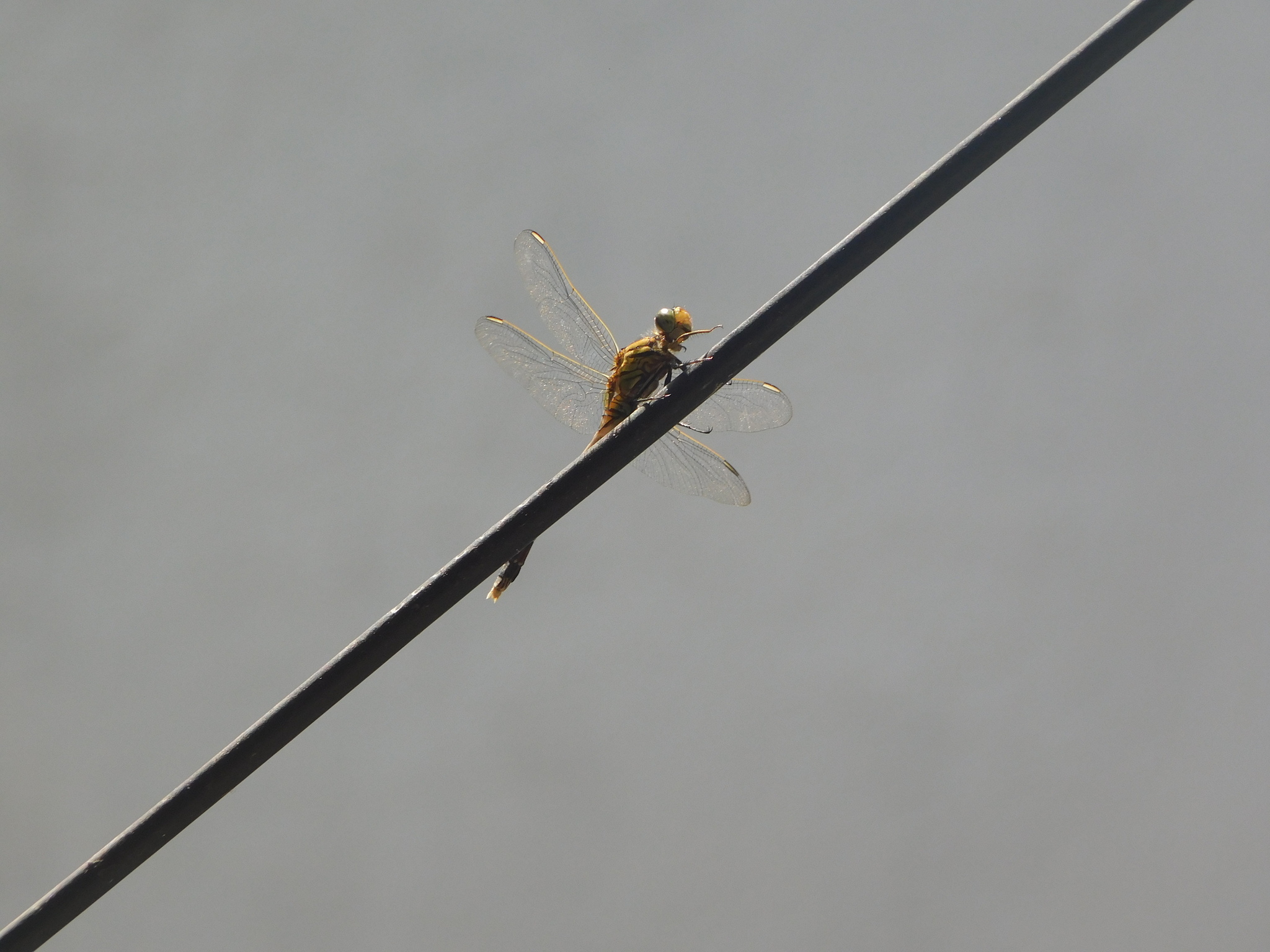 Slender Skimmer