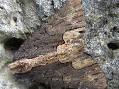 Dypterygia caliginosa