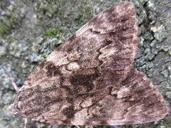 Catocala duplicata