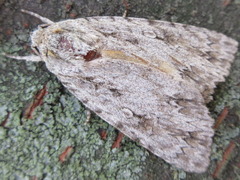 Acronicta adaucta