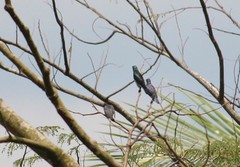 Aplonis panayensis gusti