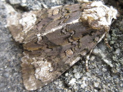 Craniophora ligustri