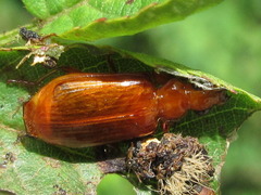 Parena cavipennis