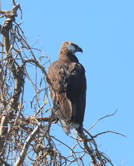 Haliaeetus vociferoides