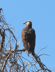 Haliaeetus vociferoides