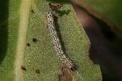 Utetheisa okinawensis