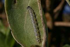 Utetheisa okinawensis