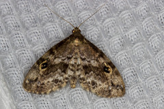 Melanomma auricinctaria