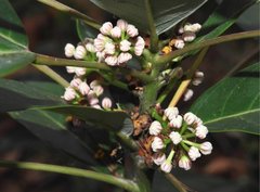 Daphniphyllum calycinum