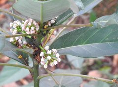 Daphniphyllum calycinum