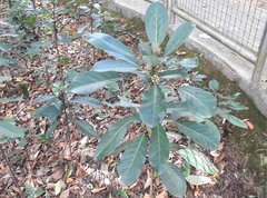Daphniphyllum calycinum