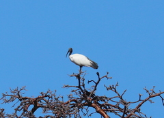 Threskiornis bernieri bernieri