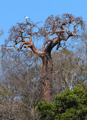 Threskiornis bernieri bernieri
