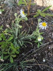 Erigeron pumilus