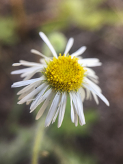 Erigeron pumilus