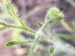 Erigeron pumilus