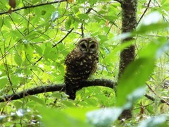 Strix fulvescens