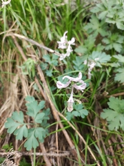 Corydalis glaucescens