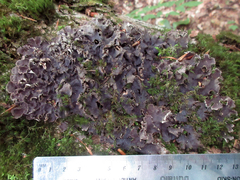 Peltigera evansiana