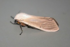 Creatonotos transiens