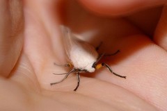 Creatonotos transiens