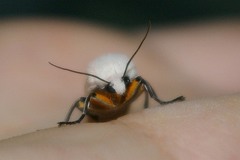 Creatonotos transiens