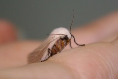 Creatonotos transiens