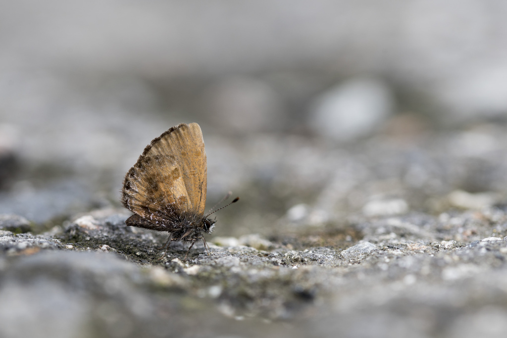 Chinese Straight-wing Blue