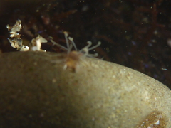 Amblyosyllis