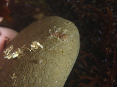 Amblyosyllis