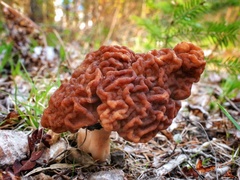 Gyromitra esculenta