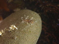 Amblyosyllis