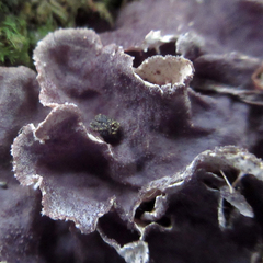 Peltigera evansiana