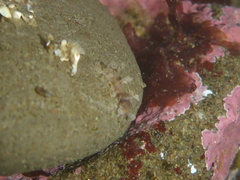 Amblyosyllis