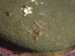 Amblyosyllis