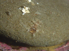 Amblyosyllis