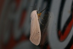 Creatonotos transiens