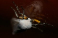 Creatonotos transiens