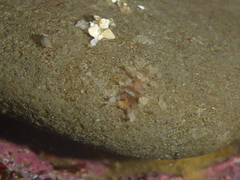 Amblyosyllis