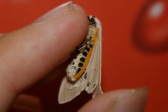 Creatonotos transiens