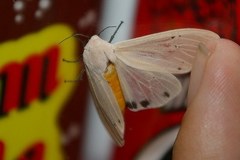 Creatonotos transiens