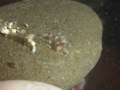 Amblyosyllis