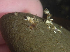 Amblyosyllis