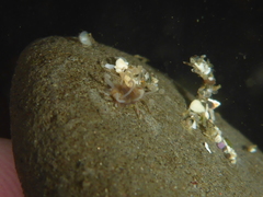 Amblyosyllis